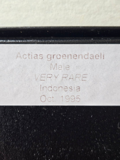 Framed Actias groenendaeli, RARE Moon Moth Historical Collection