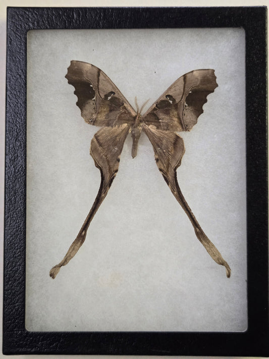 Framed Copiopteryx sonthonnaxi RARE!