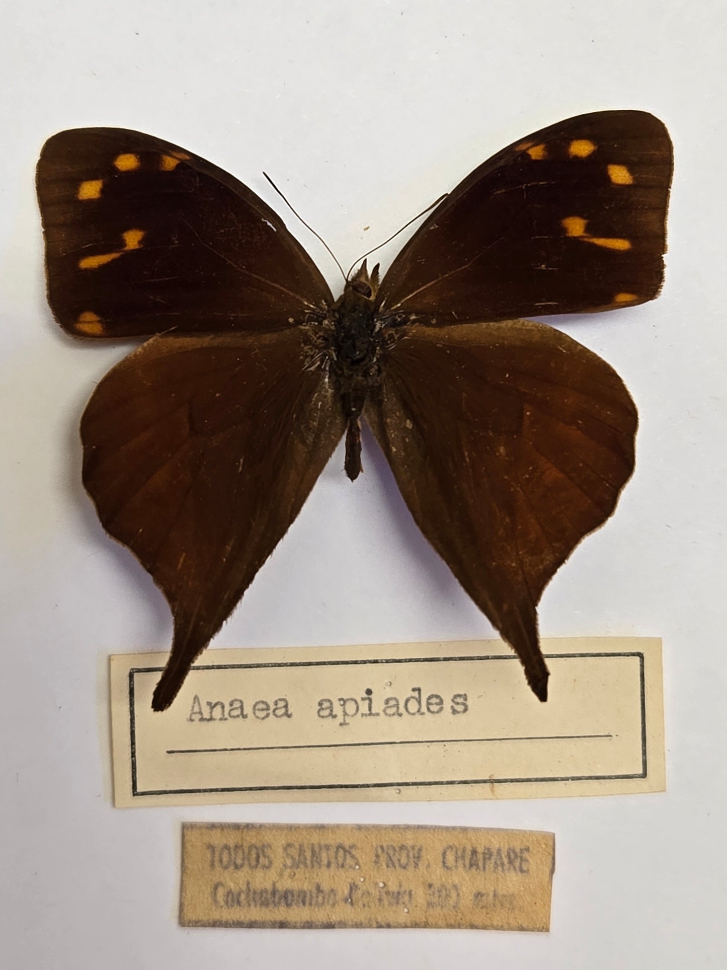 5 'Vintage' Butterflies LOT 402