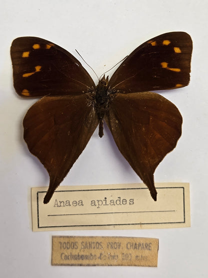 5 'Vintage' Butterflies LOT 402