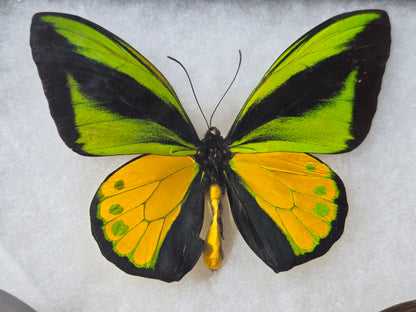 Ornithoptera goliath atlas, Goliath Birdwing PAIR, Arfuk