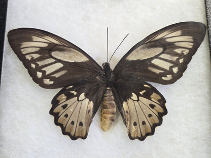 Ornithoptera priamus teucrus, Birdwing PAIR- Biak Island