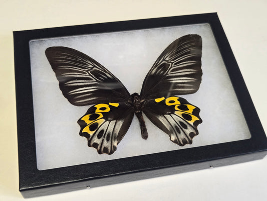 RARE Framed Troides hypolitus Birdwing Butterfly