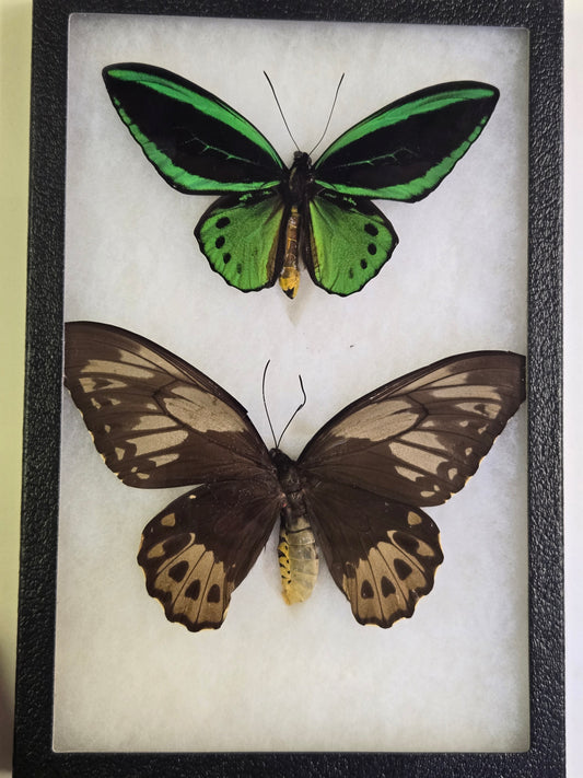Ornithoptera priamus aruana, Birdwing PAIR- Aru, 1999