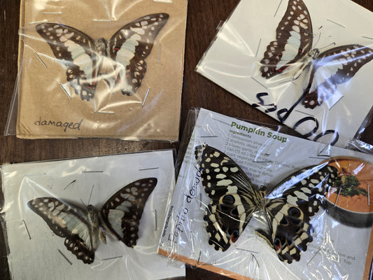 4 spread damaged butterflies, Lot 332