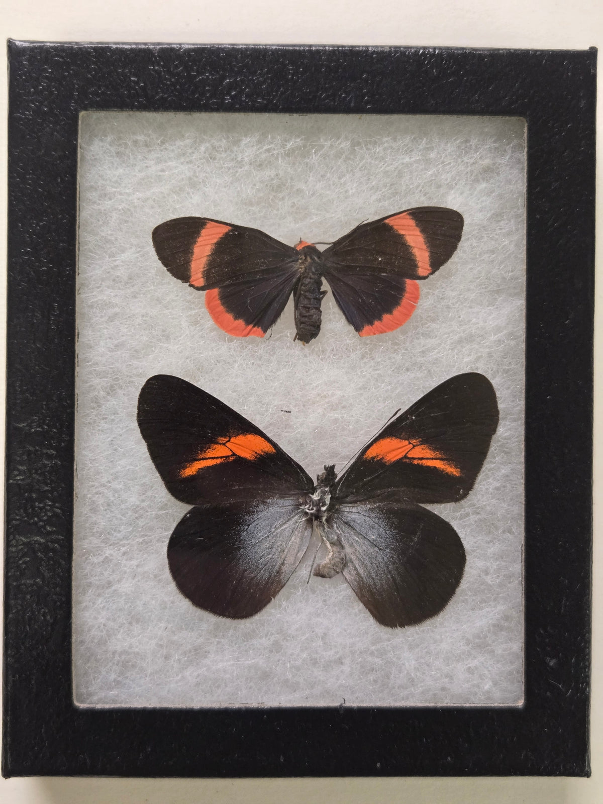 Framed Toxic Butterfly and Moth mimicry set