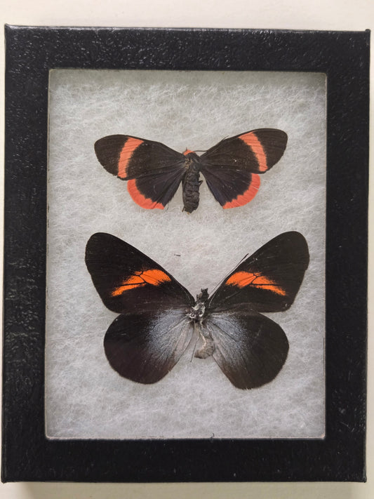 Framed Toxic Butterfly and Moth mimicry set