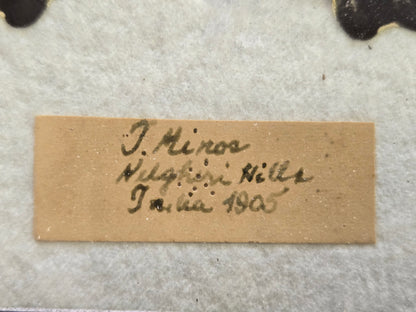 Framed RARE Troides minos -1905, India