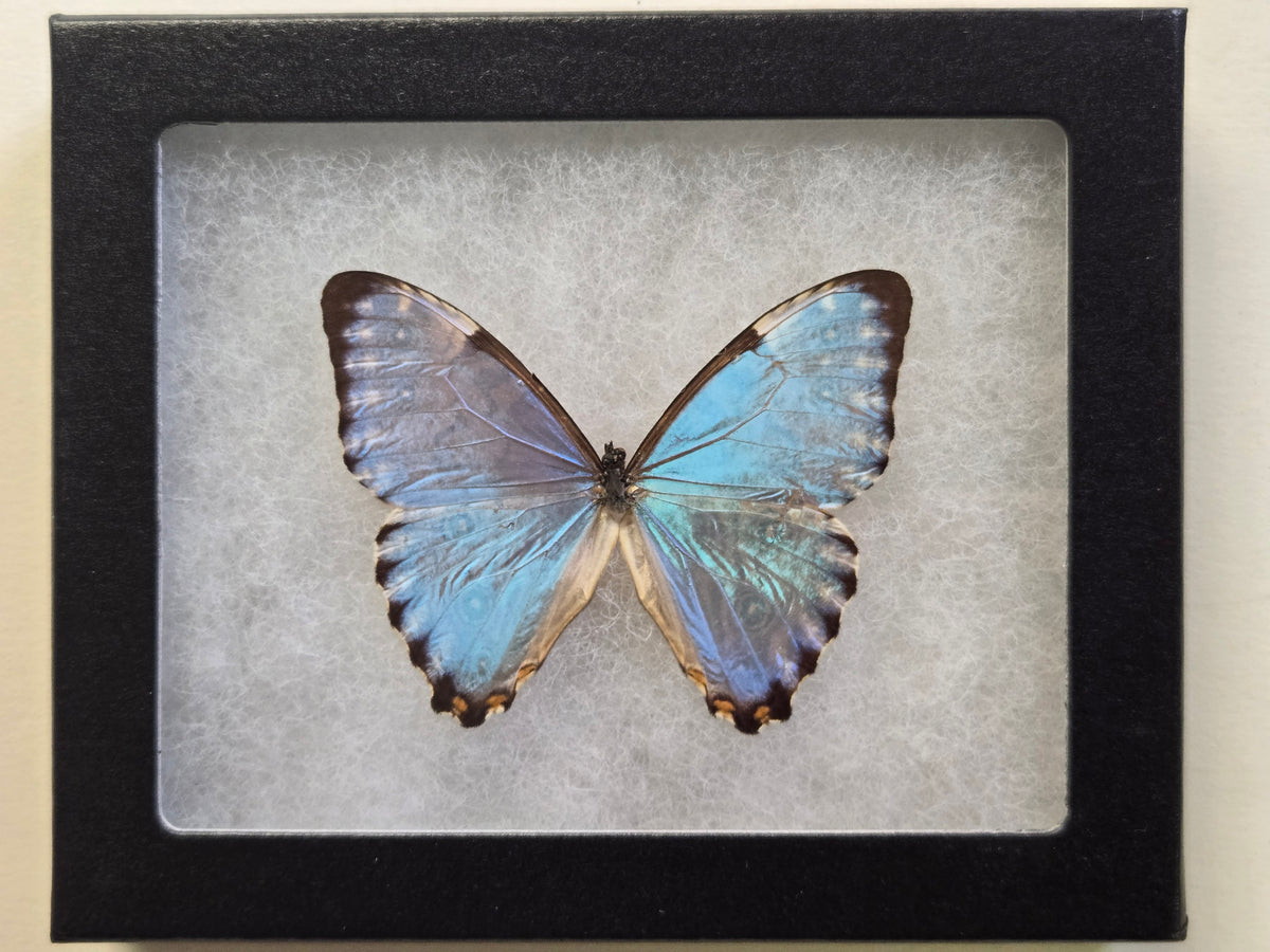 Framed Morpho portis