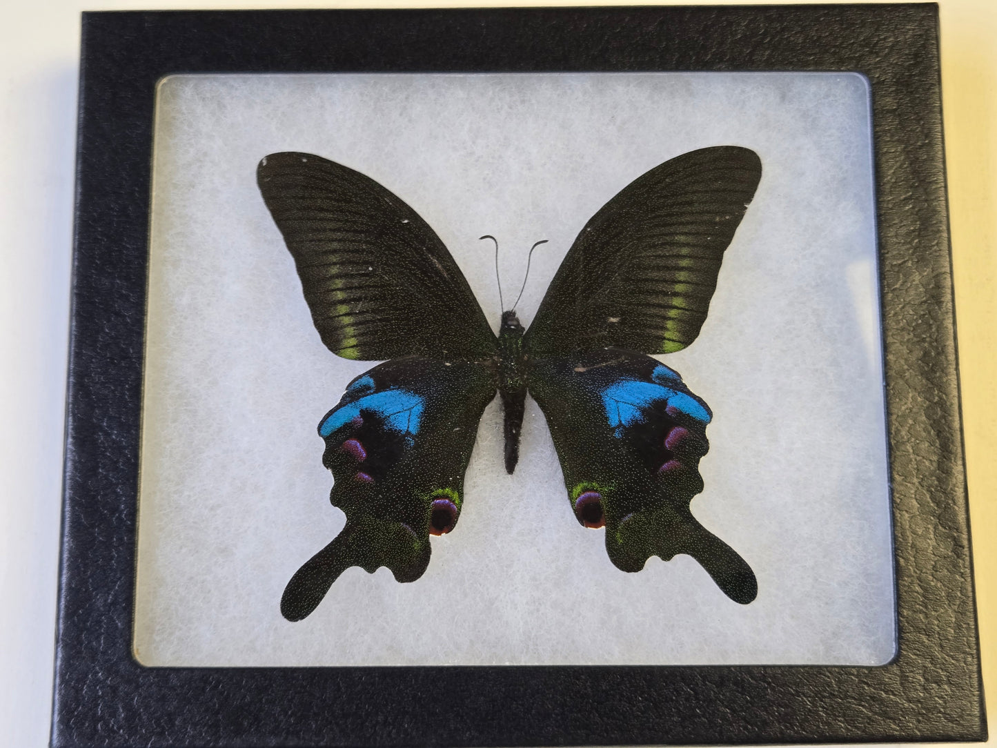 FRAMED Papilio arcturus, Blue Peacock