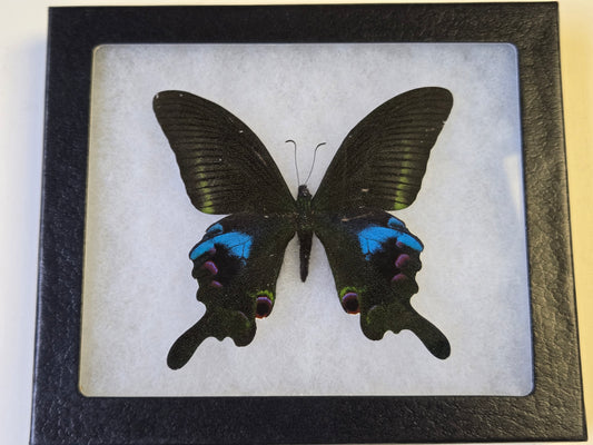 FRAMED Papilio arcturus, Blue Peacock