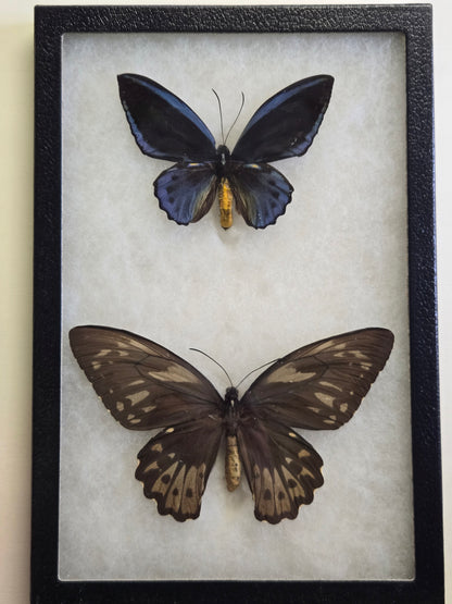 Ornithoptera priamus caelestis Birdwing PAIR
