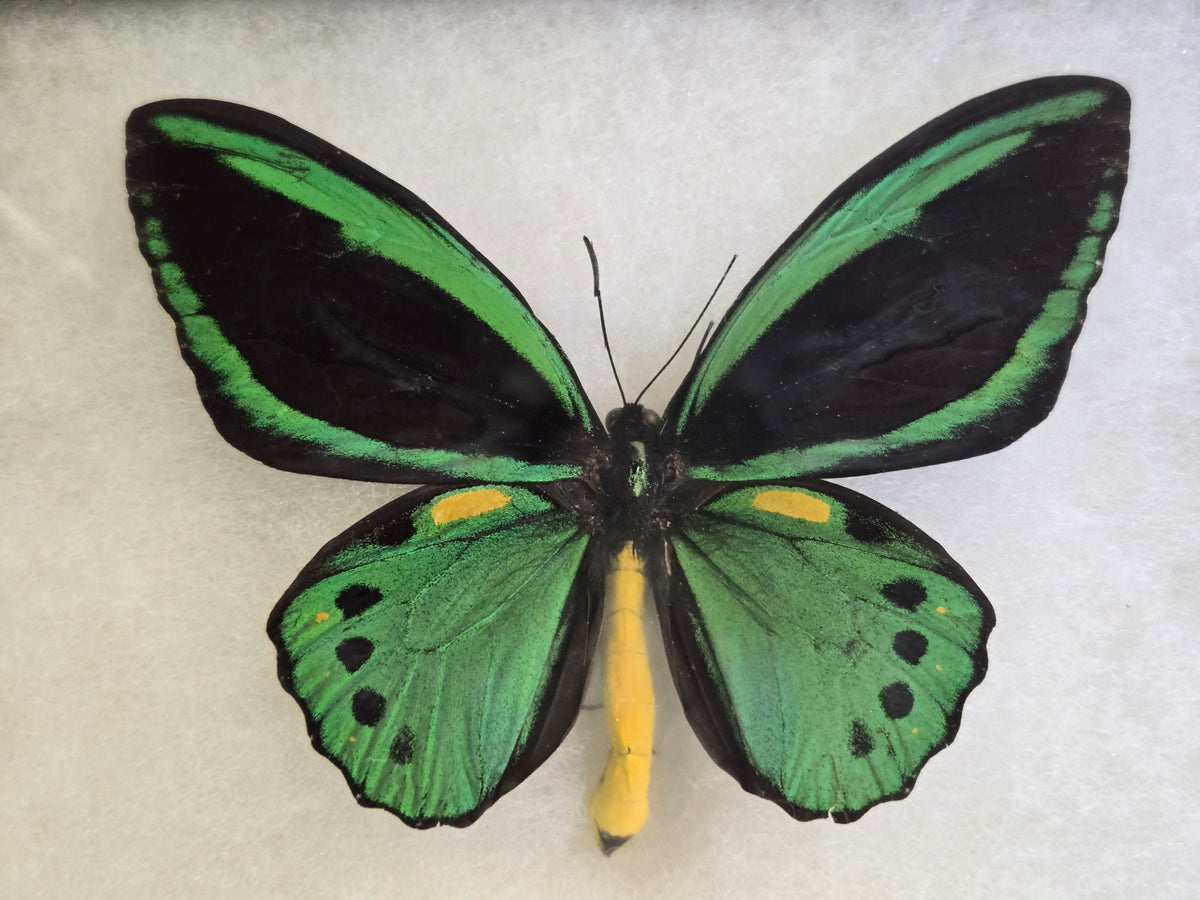Ornithoptera priamus poseidon, Cape York Birdwing PAIR- Arfak 2001