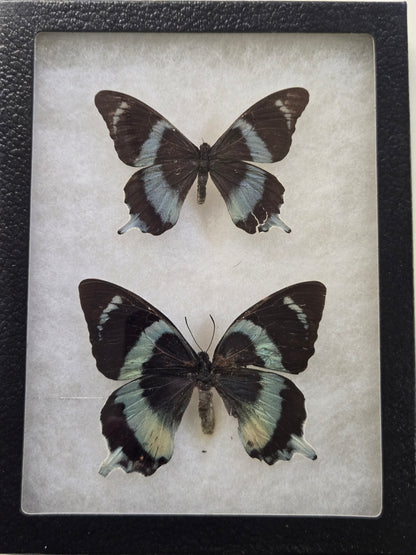 Framed Papilio laglazei PAIR Male/Female RARE