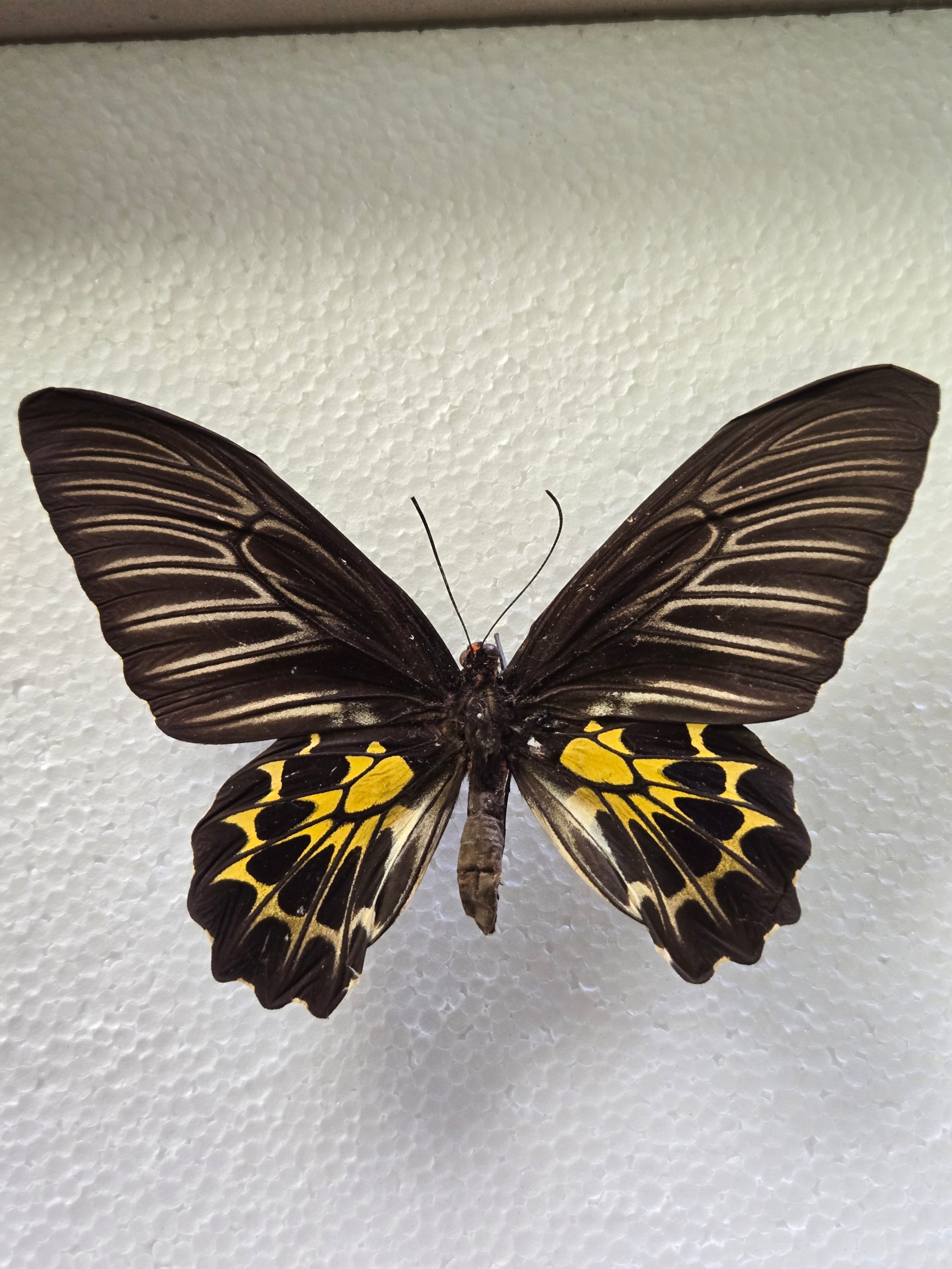 Spread Troides birdwing species, Lot 319 – The Little Caterpillar, LLC