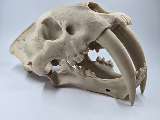 Saber-tooth Tiger Skull Exact Replica, Full Size, Smilodon fatalis