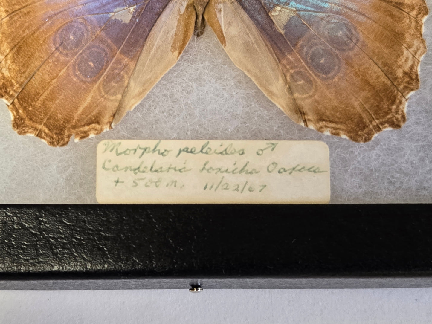 Framed Vintage Blue Morpho peleides 1967