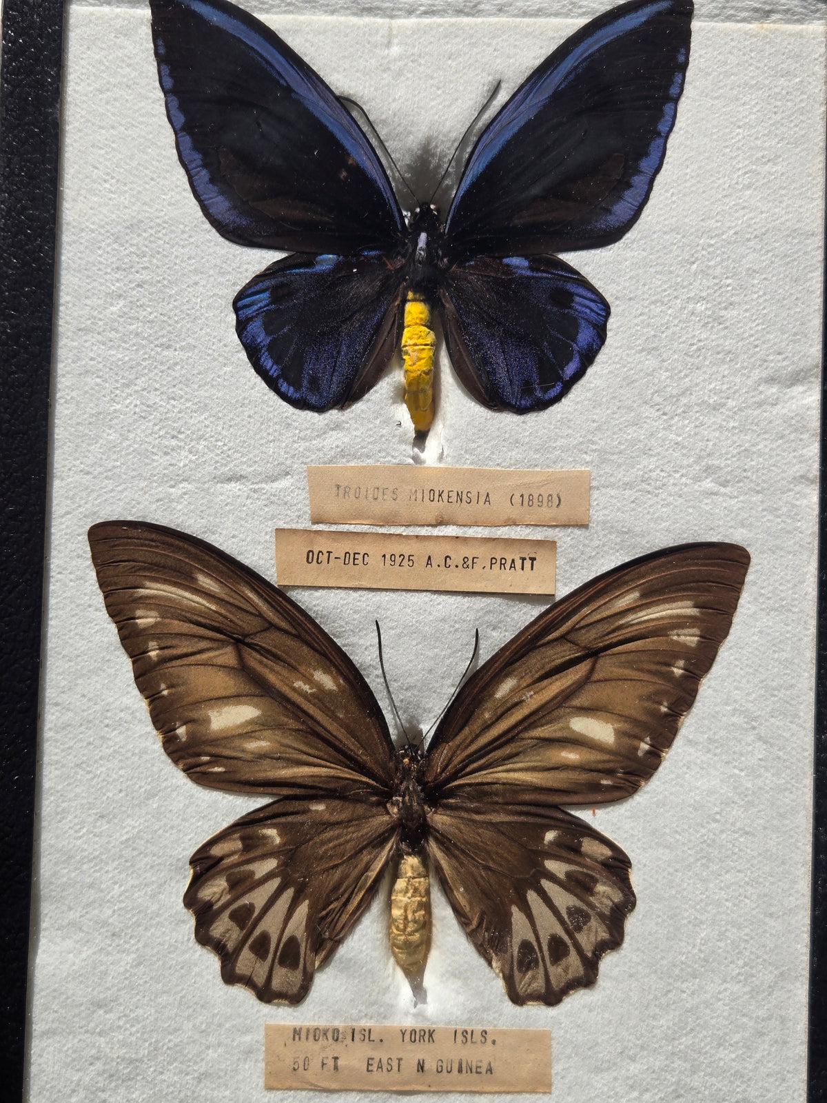 Ornithoptera priamus miokensis WORLD RARITY! 1925 PAIR