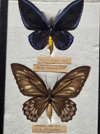 Ornithoptera priamus miokensis WORLD RARITY! 1925 PAIR