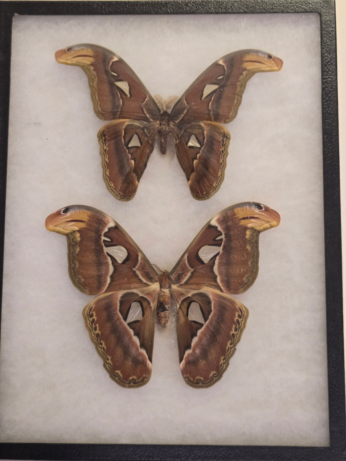 Framed Attacus atlas, BIG Atlas Moth PAIR