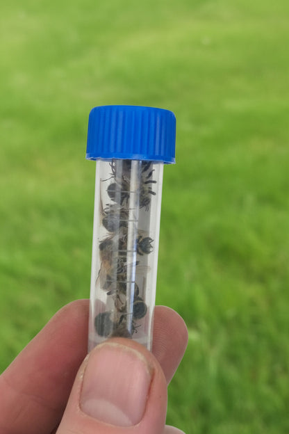 Real Honey Bees! NATURAL DEATH!