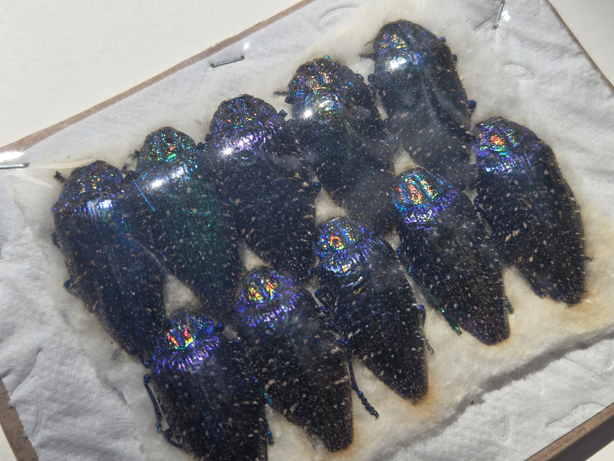 BULK Jewel Beetle 'Polybothris sumptuosa' (PACK of 10)