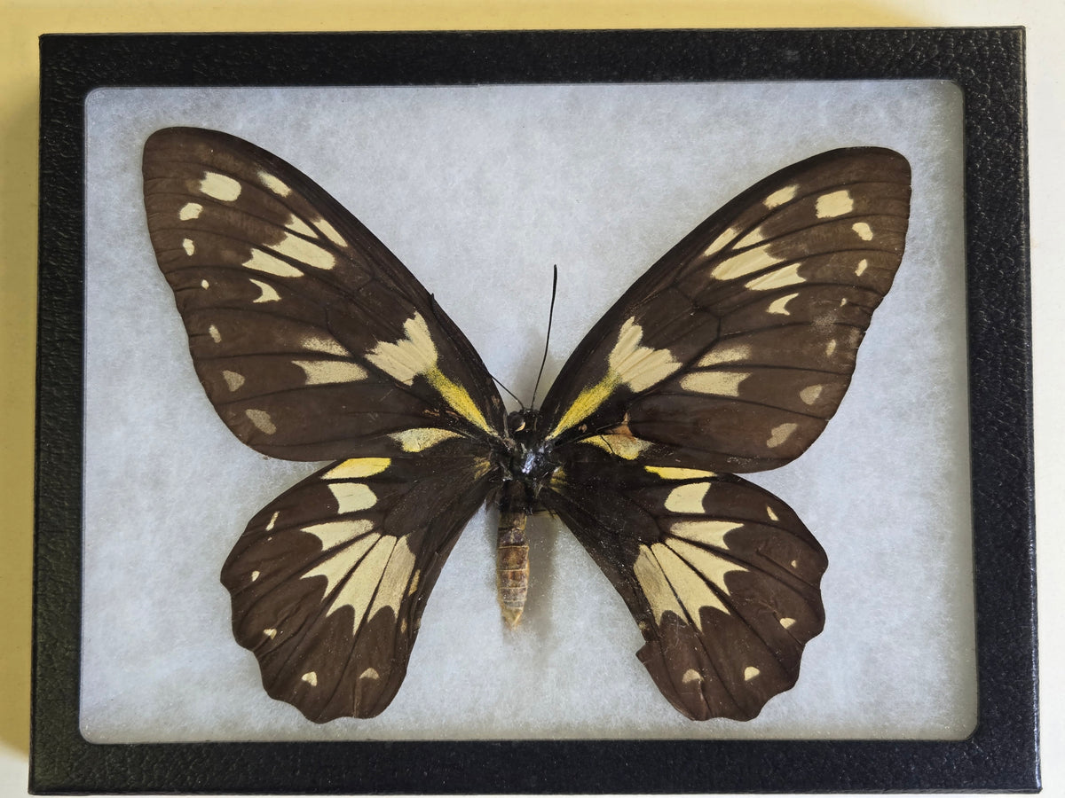 Ornithoptera victoriae rubianus Female