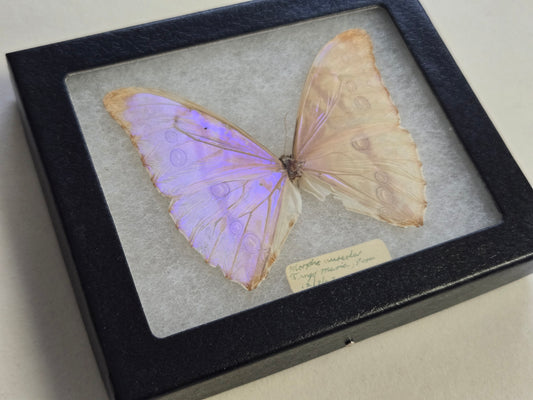 Vintage 1967 Morpho aurora Framed