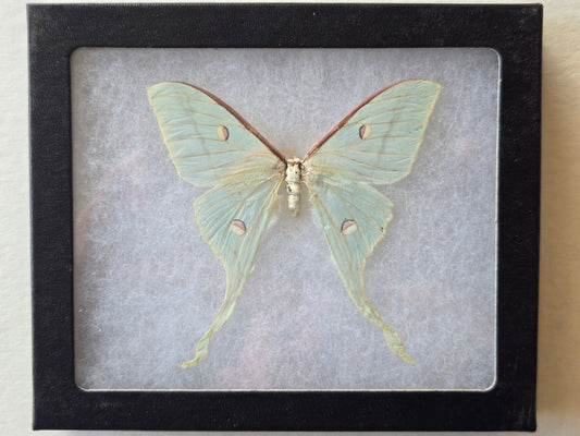 Framed Actias chrisbrechlinae (viviana), RARE ' New Species' Moon Moth