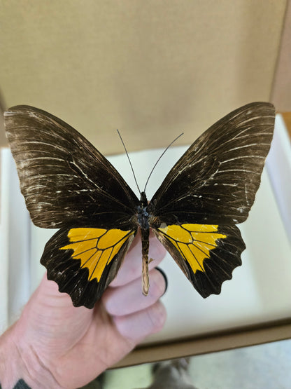 HISTORICAL RARITY! Please Read! Spread Birdwing A2 LOT 431