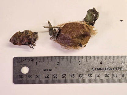 REAL Luna Moth Cocoons (Empty)