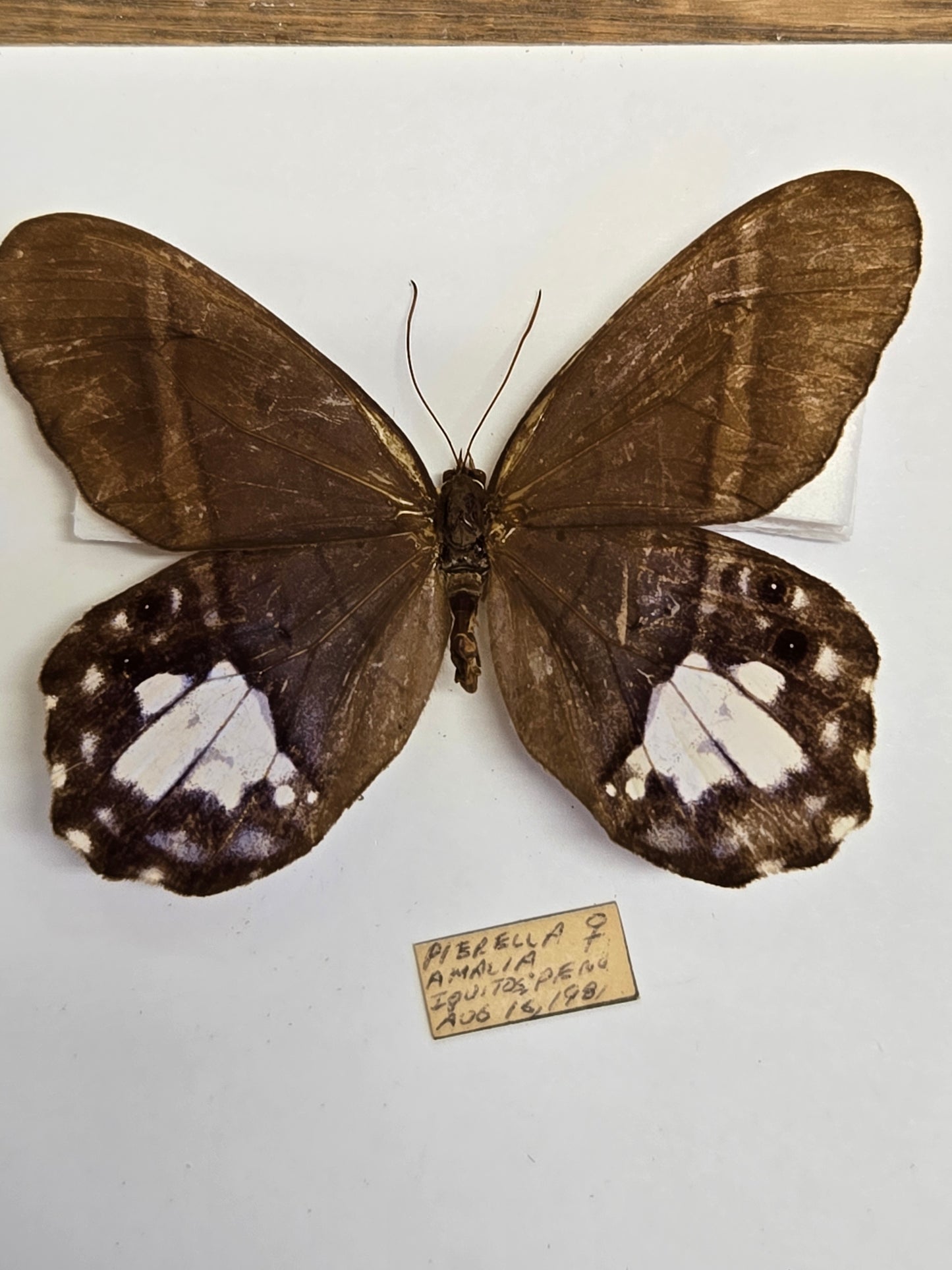 5 'Vintage' Butterflies LOT 402