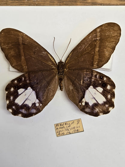 5 'Vintage' Butterflies LOT 402