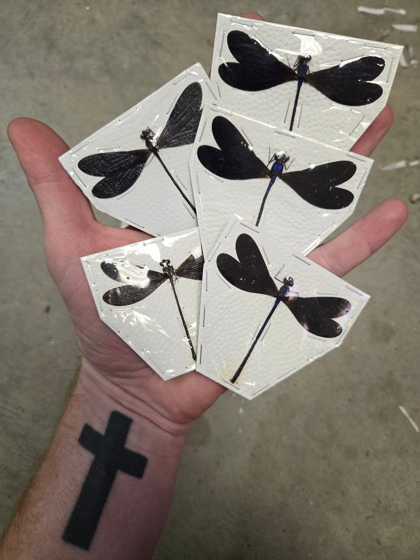 Pack of 5 Damselflies, Vestalis luctuosa