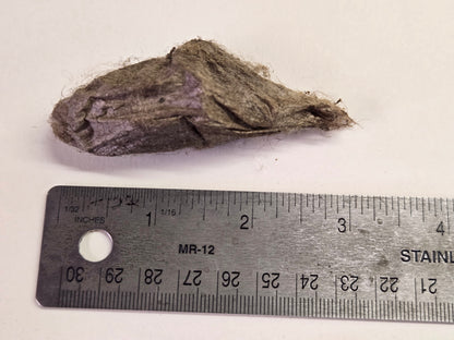 REAL Cecropia Moth Cocoons (Empty)