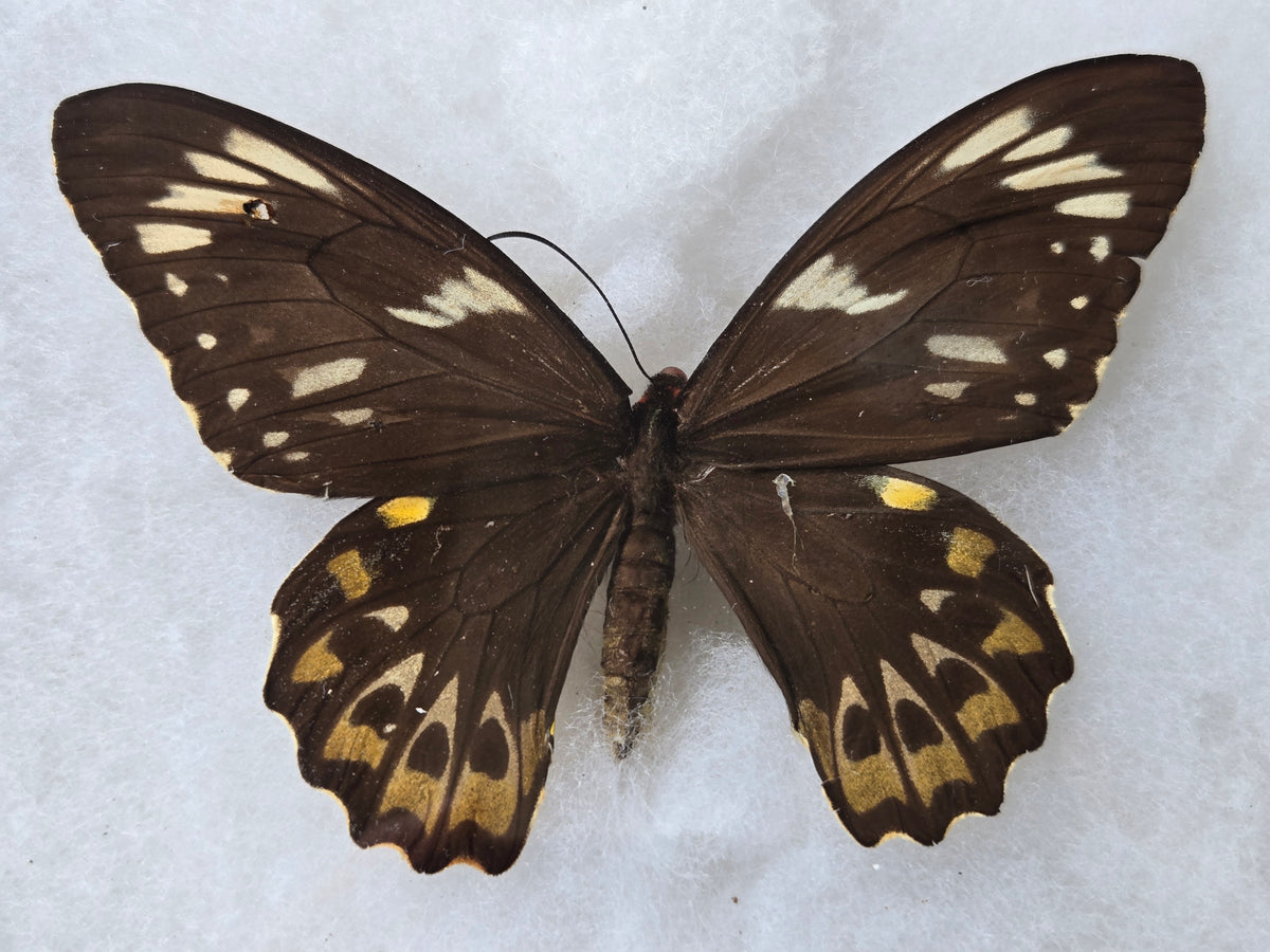 Ornithoptera euphorion, Cairn's Birdwing PAIR
