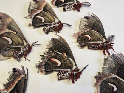 Cecropia Moth NATURAL DEATH, Hyalophora cecropia