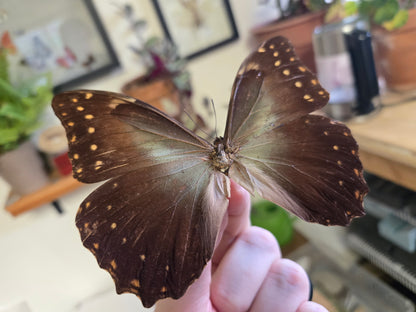 Morpho hercules, Spread  LOT 445