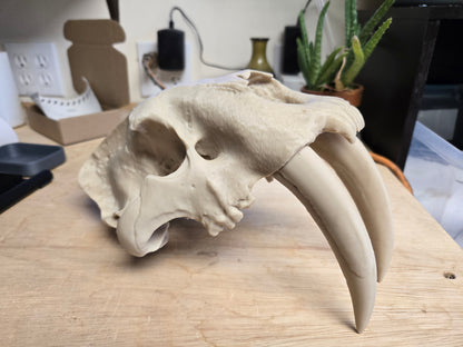 Misprint Saber-tooth Tiger Skull Exact Replica