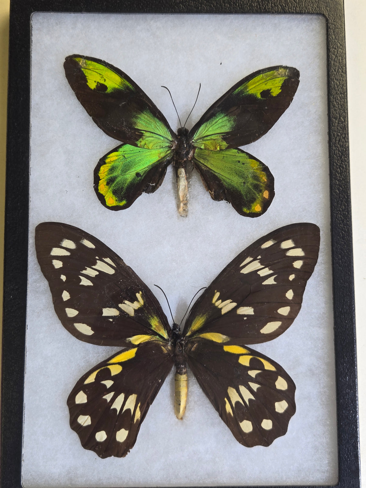 Ornithoptera victoriae victoriae PAIR, Birdwings- 1955