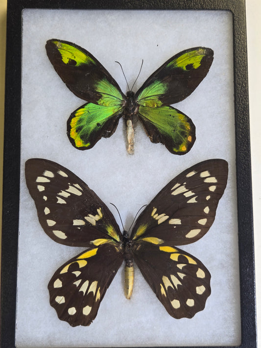 Ornithoptera victoriae victoriae PAIR, Birdwings- 1955