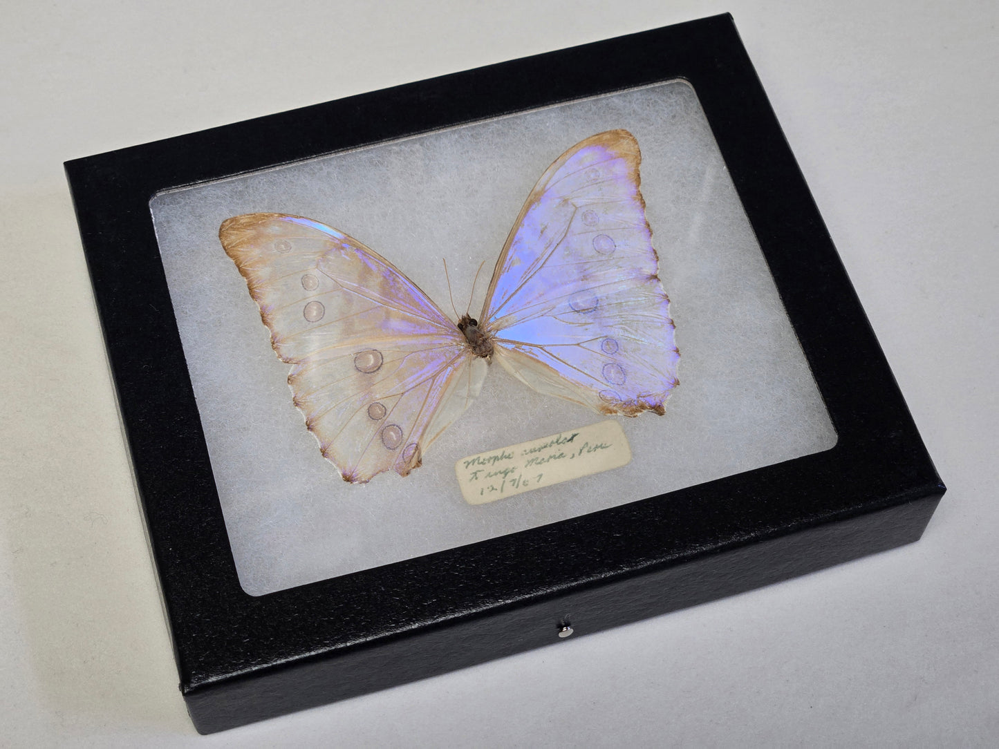 Vintage 1967 Morpho aurora Framed