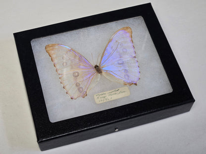 Vintage 1967 Morpho aurora Framed