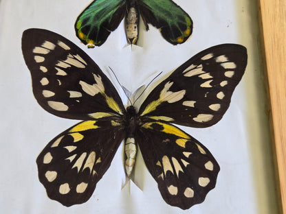 Ornithoptera victoriae maramasikensis PAIR, Birdwings