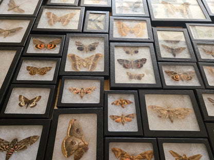 Vintage Framed Moths