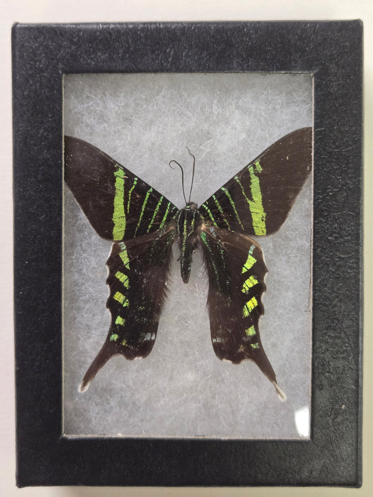 Framed Urania fulgens Dayflying Moth
