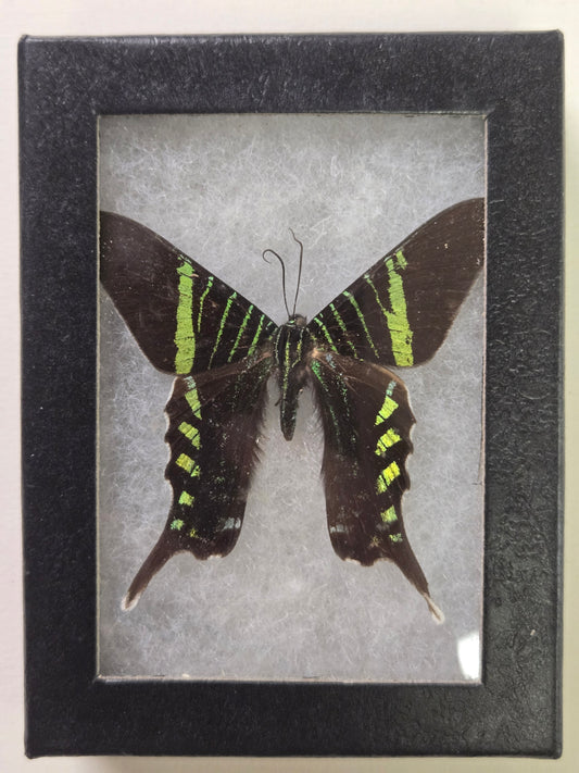 Framed Urania fulgens Dayflying Moth