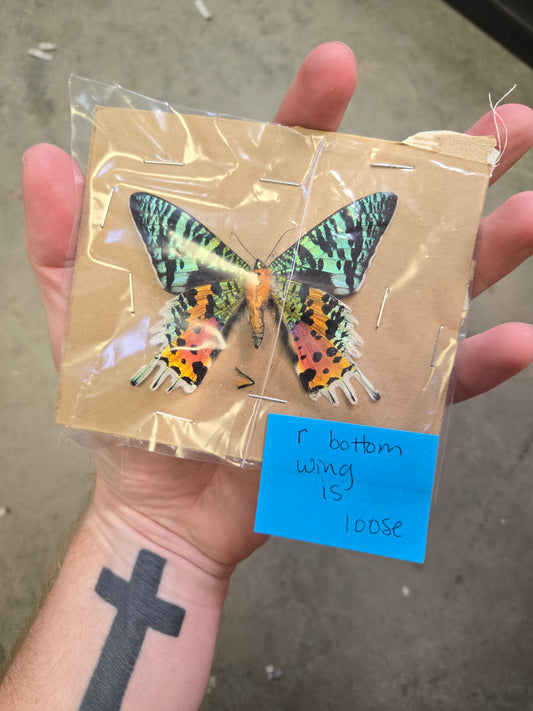 Spread Urania Ripheus, sunset moth, with damage