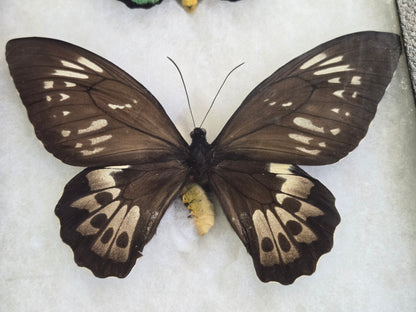 Ornithoptera priamus priamus, Birdwing PAIR