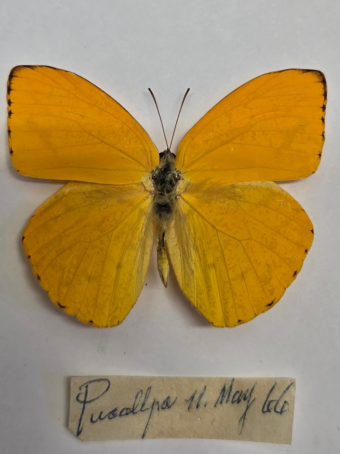 5 'Vintage' Butterflies LOT 402